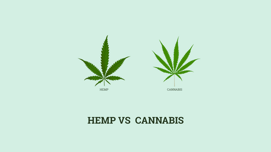 Understanding the Differences Between Hemp-Derived THC and Marijuana: A Comprehensive Guide