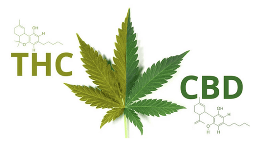 CBD vs. THC: What's the Difference and Which One is Right for You?